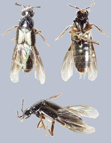 Réf. 301 725 : Philonthus sp.